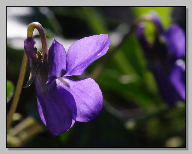  Image name: viola3.jpg 
 width: 640 pixel 
 height: 512 pixel 
 Size: 56103 bytes 
 Click to enlarge 